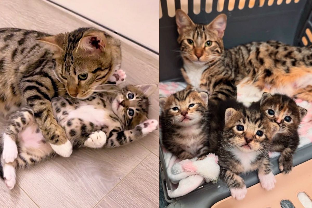 Family Set Out to Adopt Kittens Then Met Cat Crew of 4 and Couldn't Separate Them
