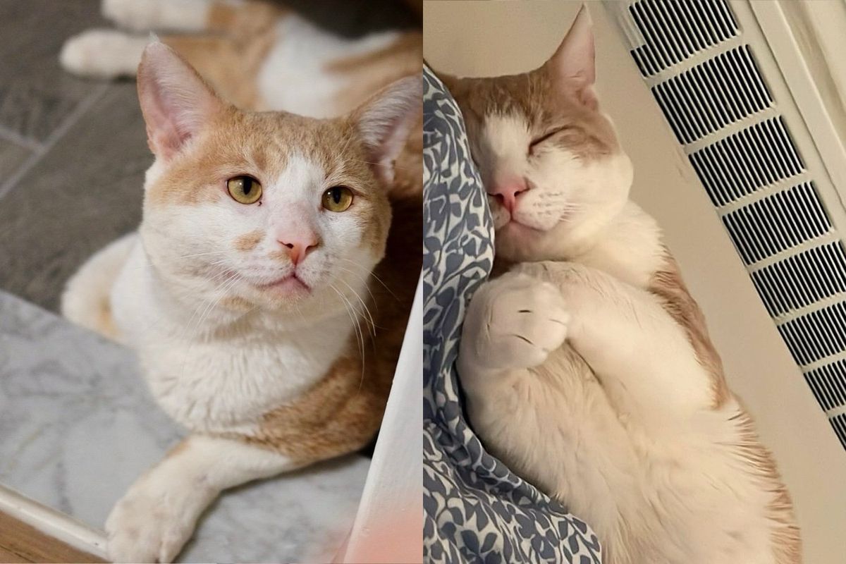 Stray Cat Greets Everyone He Meets, Once Indoors, He's Determined to Live Like a King