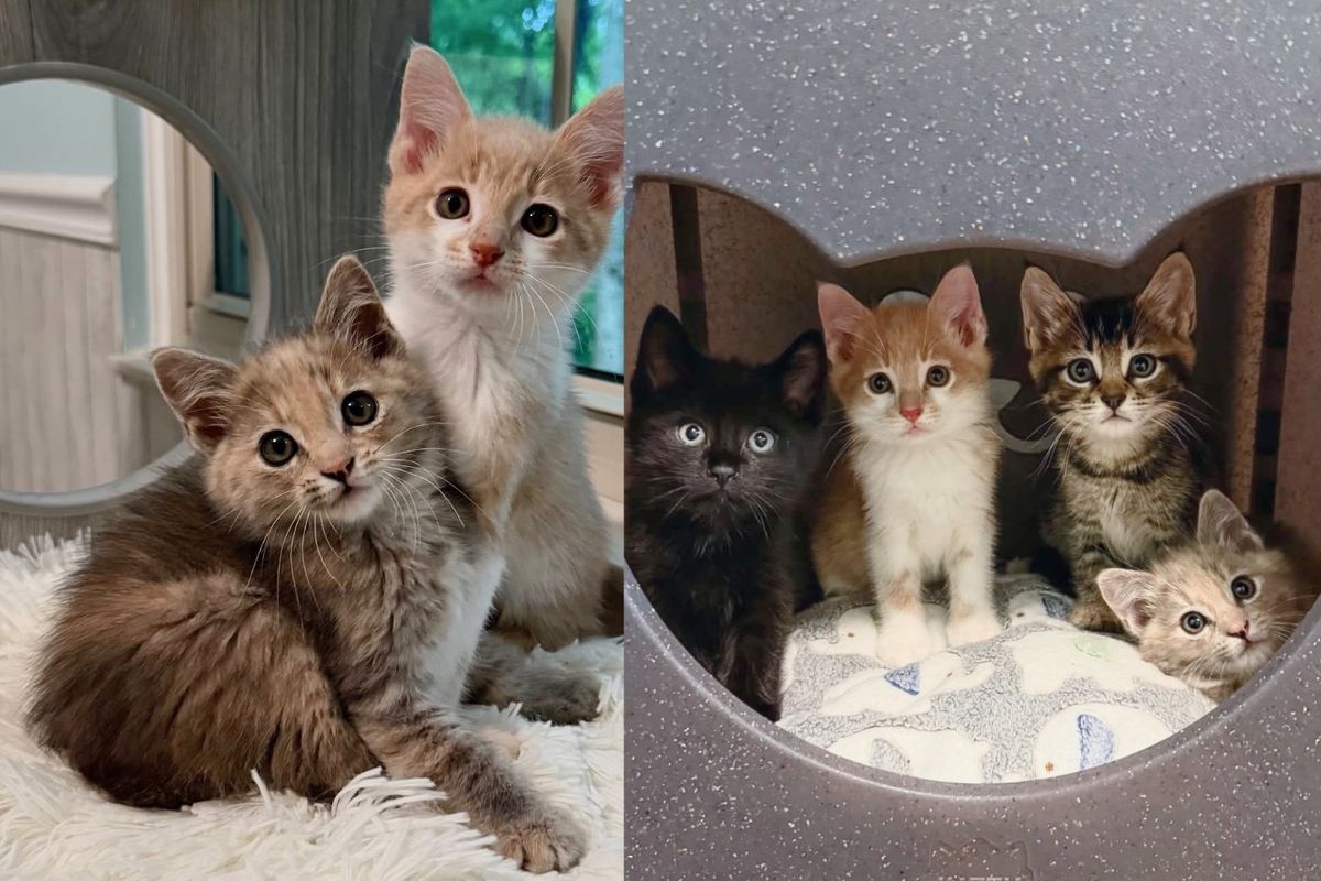 House Cats Take 4 Skittish Kittens Under Their Wings and Show Them How to Trust
