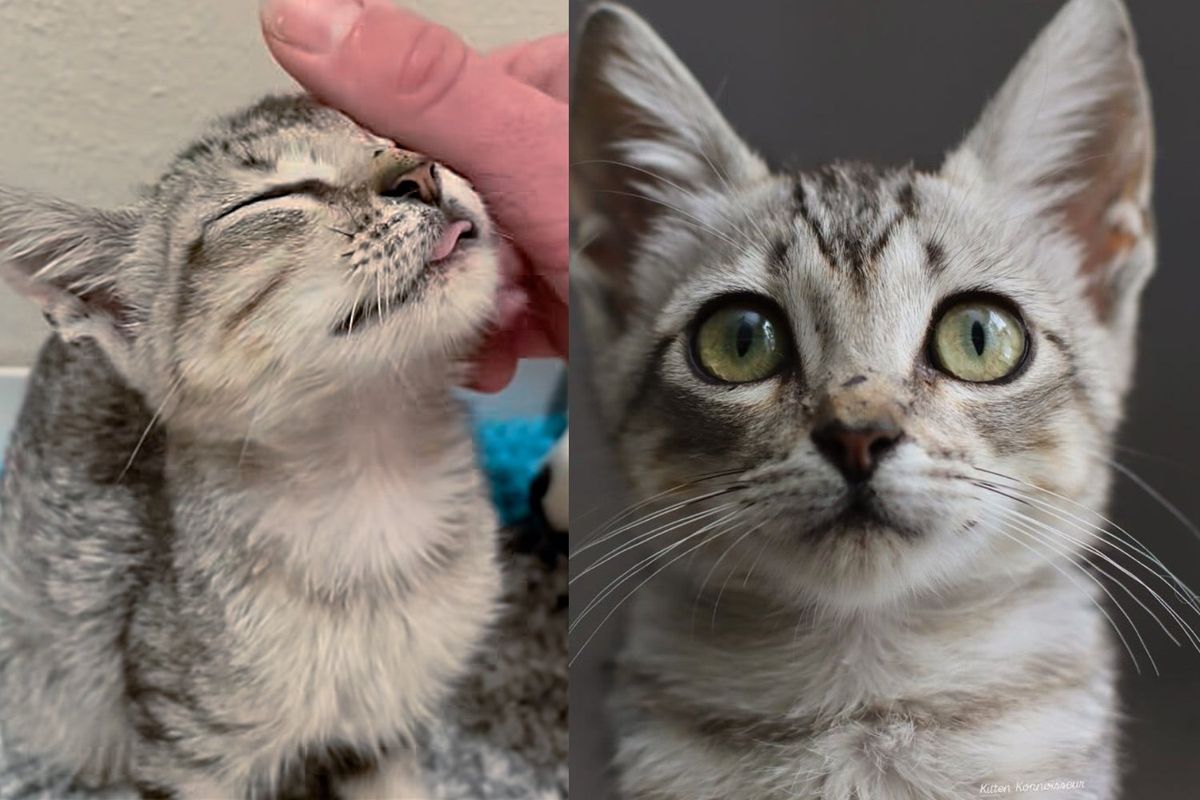 Kitten Hides in Garage Under Cars After Flood, But When Someone Shows Her Kindness, Her World Changes