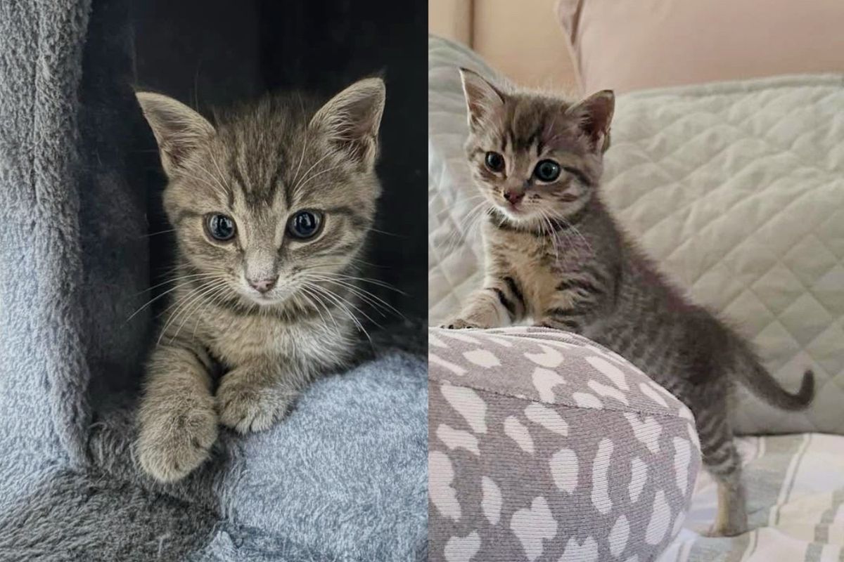 Woman Stops Traffic to Save Kitten on Highway, Later a Cat Decides to Raise the Kitten as Her Own