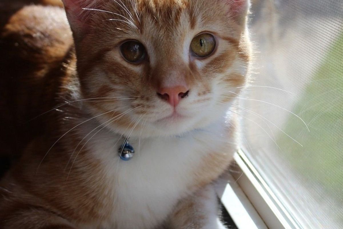 Toby (The CVS Rescue Kitty)