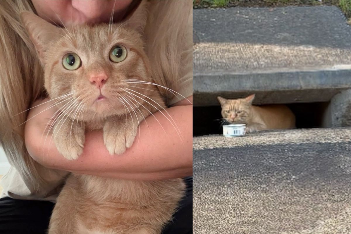 Kind Neighbor Finds Cat Living in Storm Drain and Refuses to Leave Him Behind