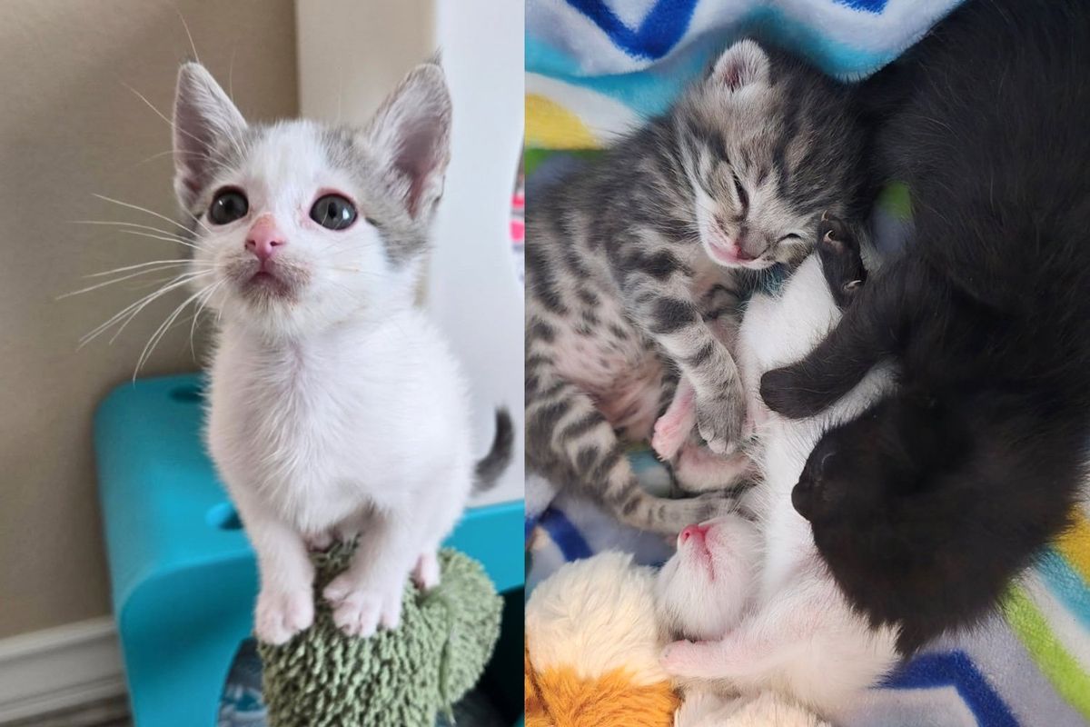 Kittens Left in a Box on Doorstep Grow into Happiest Young Cats Thanks to Those Who Never Gave Up on Them