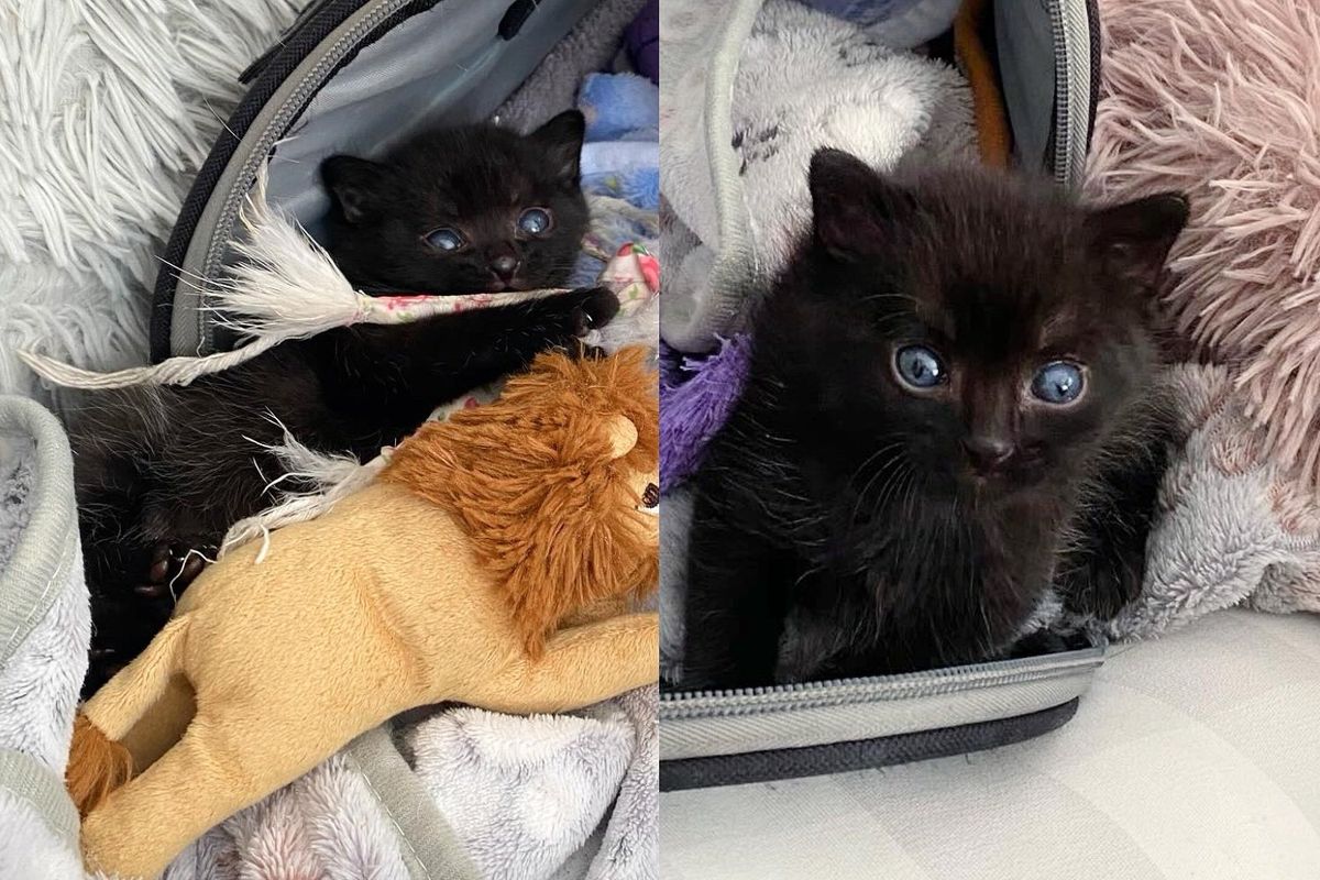 Family Found Bundle of Fur in Front of House, Only to Discover It was a Kitten with the Spirit of a Big Cat