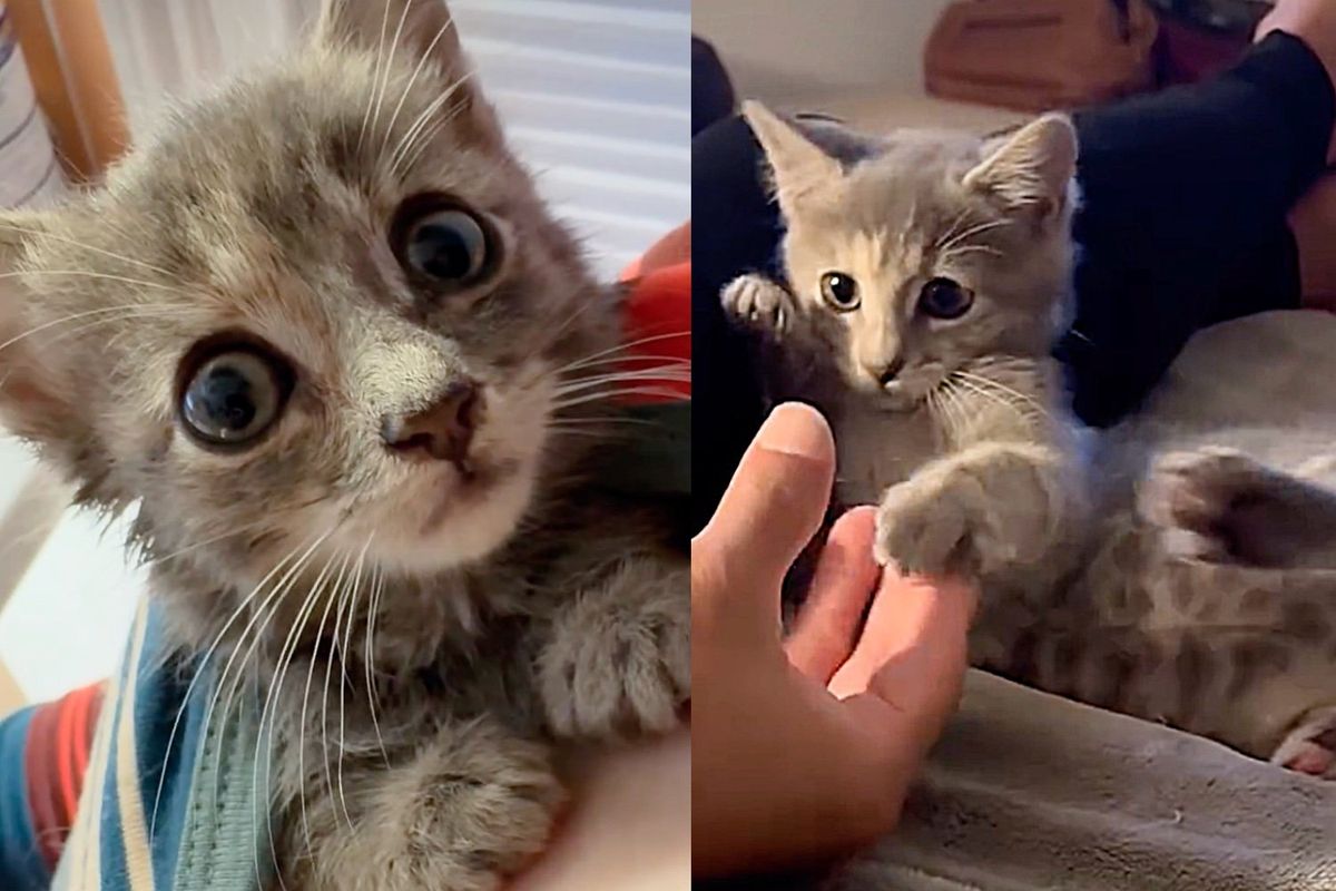 Kitten from Animal Shelter Truly Shines When She Realizes She No Longer Has to Fight