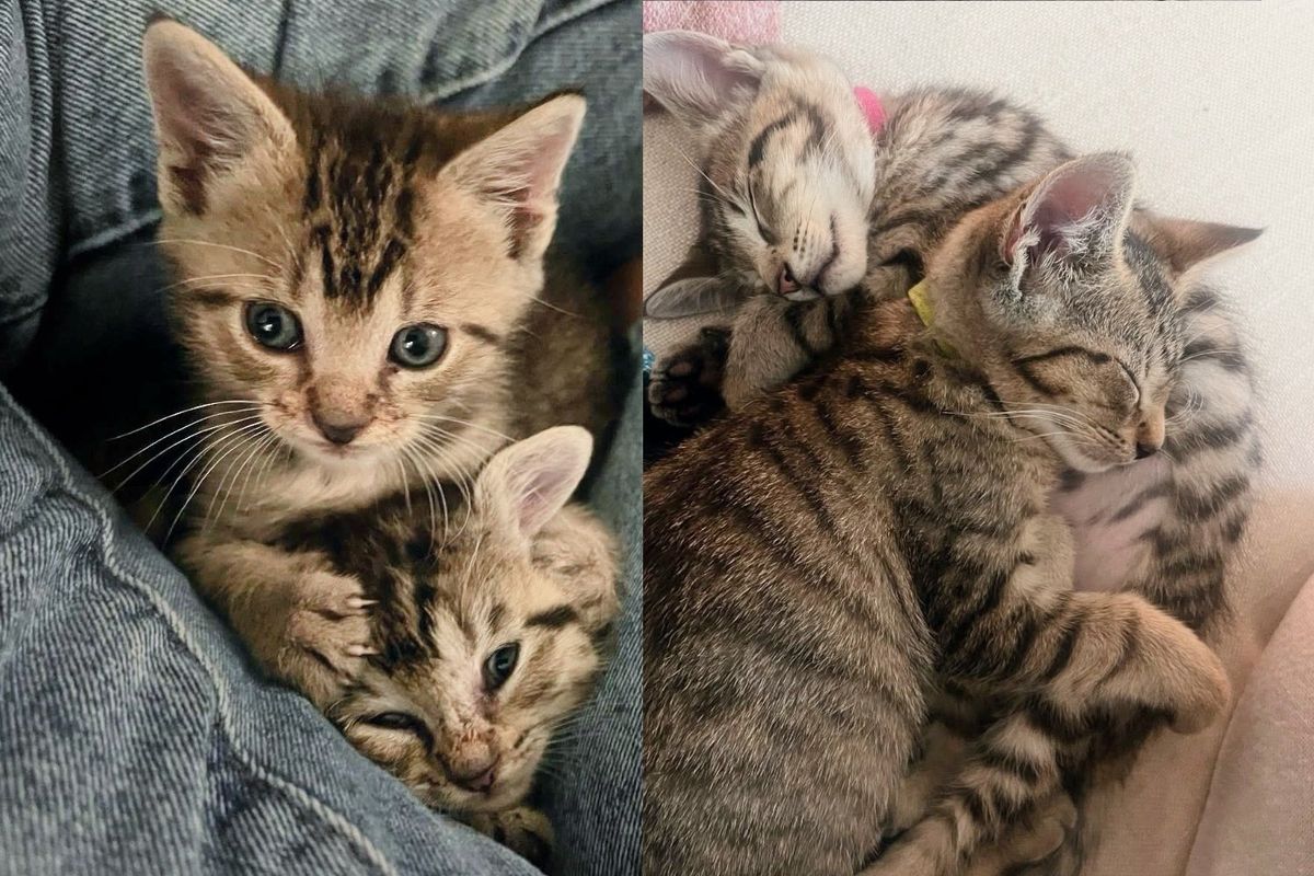 Two Kittens Begin Lives in a Tree, Now Months Later Turn into Pair of Bonded House Cats