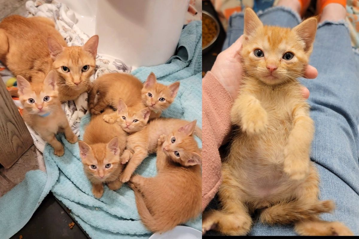 Woman Took a Chance on Shelter Cat and Five Orange Kittens, Overnight, Their Lives Changed Forever