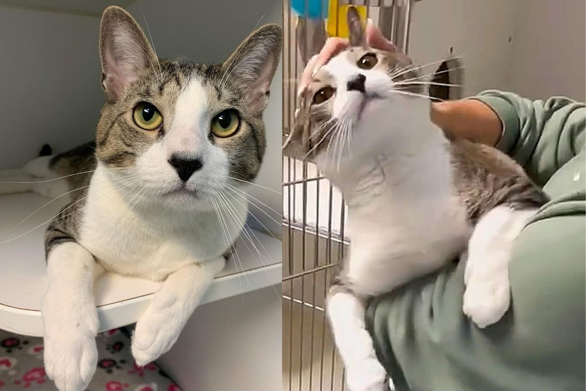 Cat, Living Up to His Name, Tries to Get People to Notice Him After 9 Months in Animal Shelter