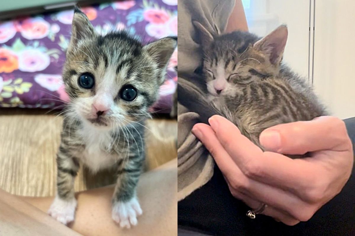 Kitten Found Near Mailbox Never Gives Up, Becomes Sweetest Cat, and Has a Special Way into Everyone's Heart