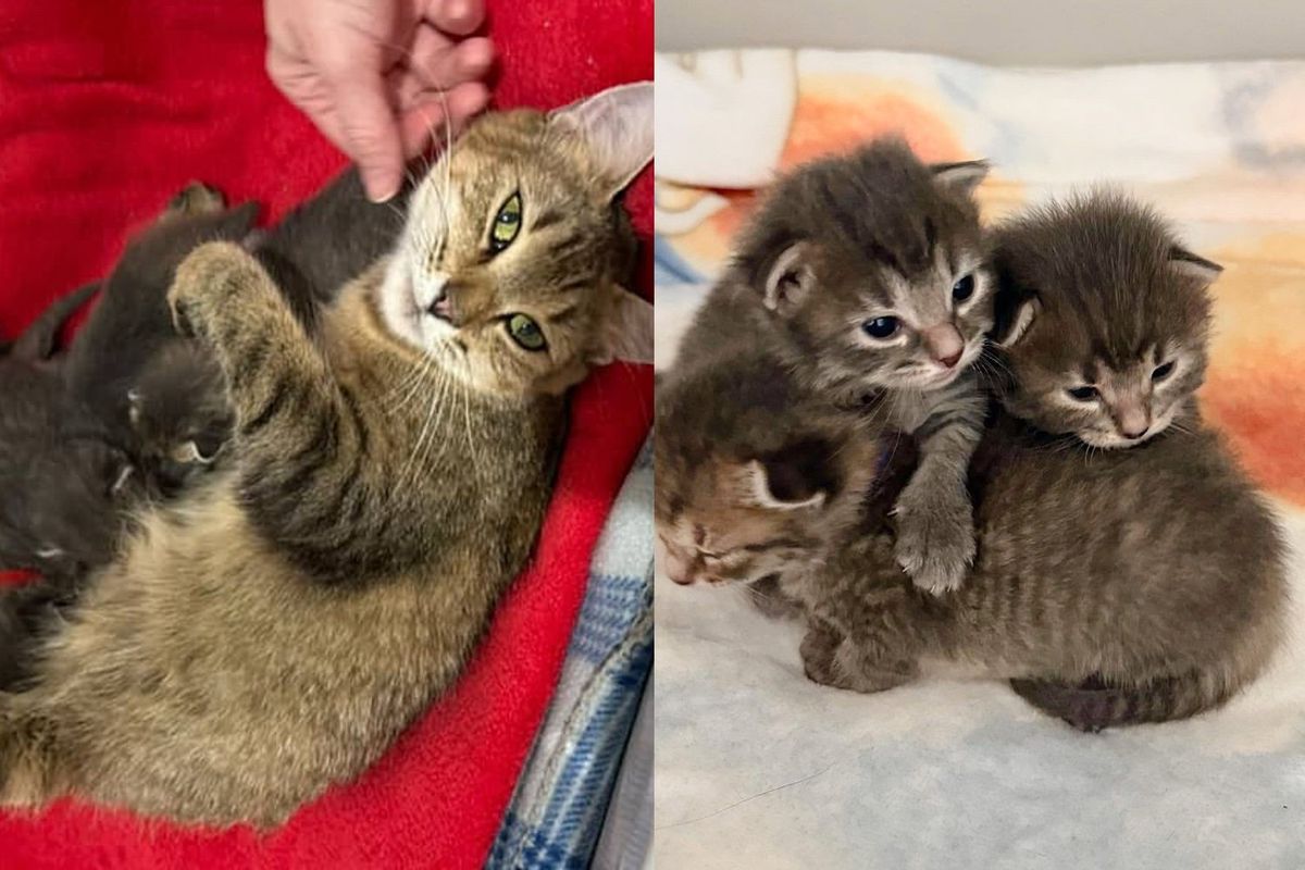 Cat Found in a Boat with Kittens Hidden Under a Seat, Their Lives Transformed Forever Through Kindness
