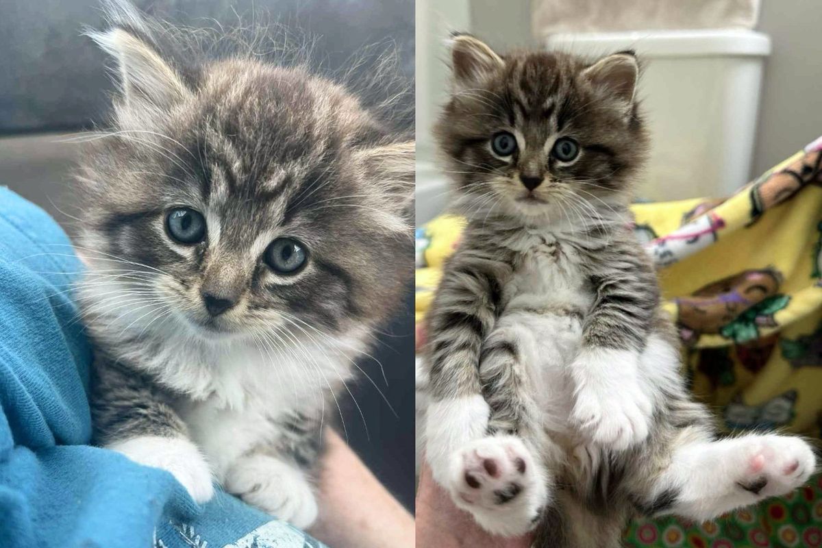 Guy Went Out for Lunch But Returned with a Kitten in His Arms, He Couldn't Walk Away from the Tiny Cat