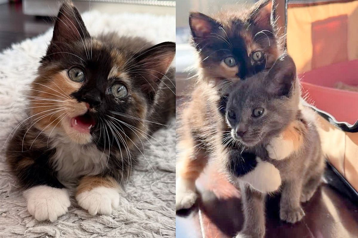 Tiny Kittens Come from a Shelter, Determined to Steal Hearts, Until Both Their Dreams Come True Together