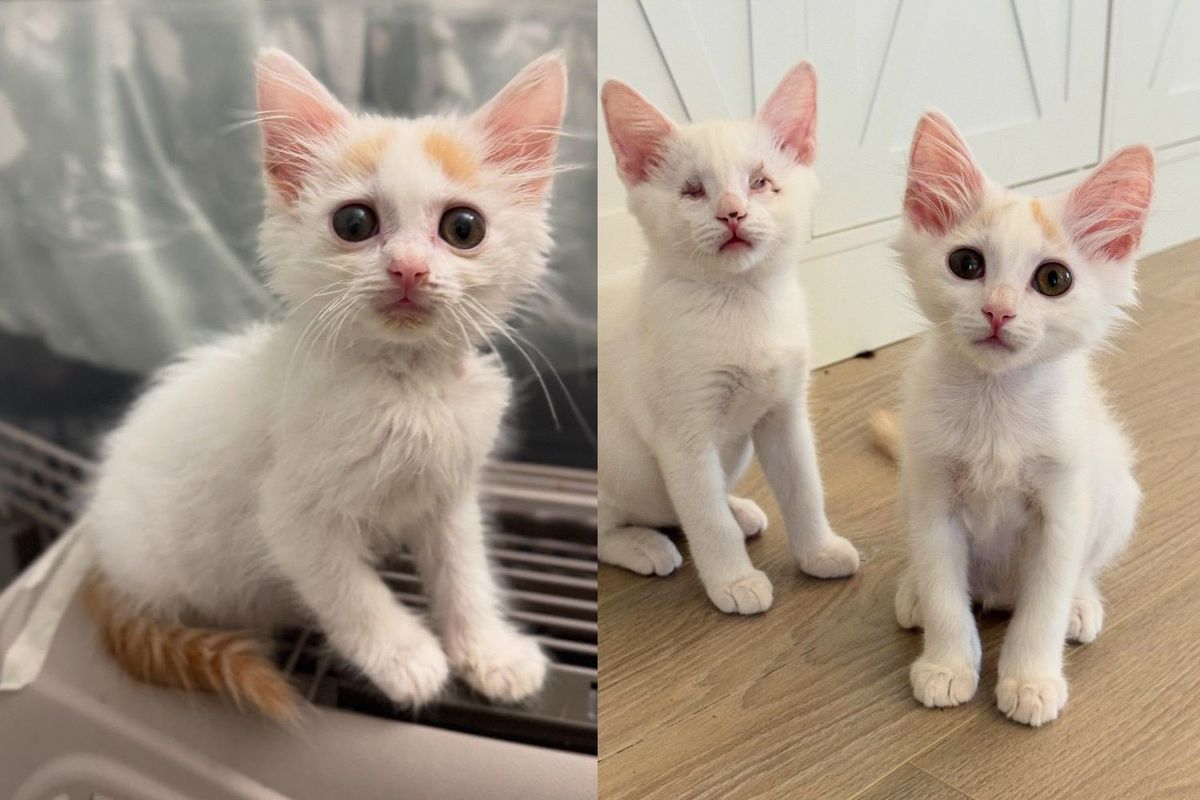 Blind Kitten and Her Brother Navigate Their New World Together, Charming Every Cat They Meet