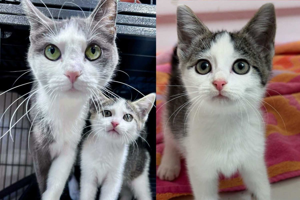Cat and Her Only Kitten Scooped Up from Uncertain Life Outside, Now Getting the Happy Tale They Always Wanted