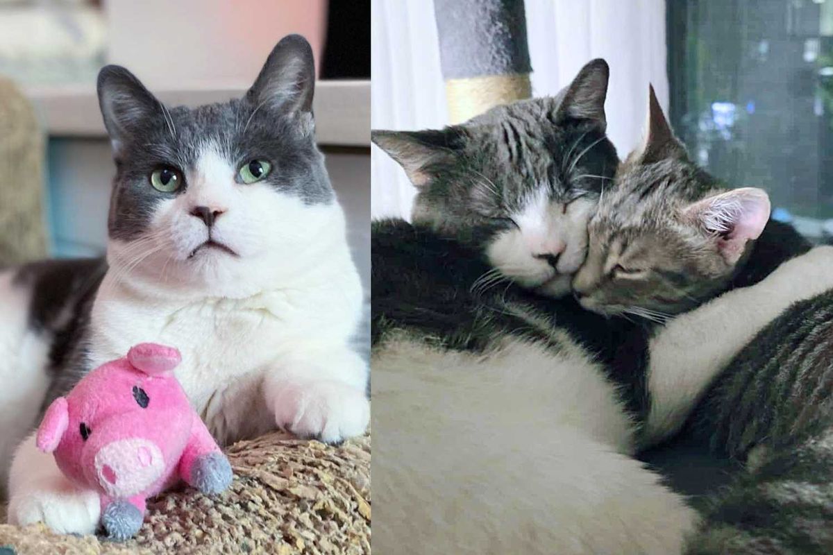 Kitten Born to a Stray Forms Special Connection with a Cat from a Different Path