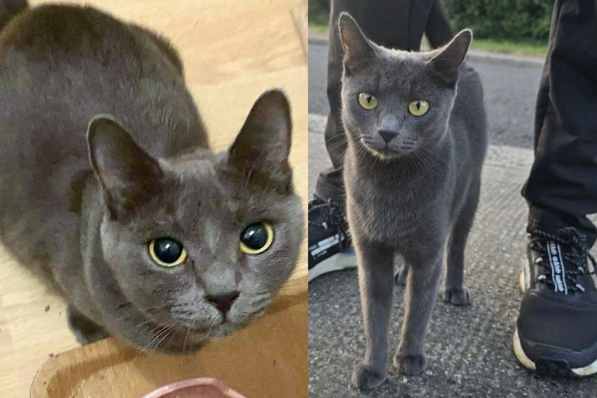 They Help a Young Cat Found on Vacant Land, Only to Discover She Came with Kittens