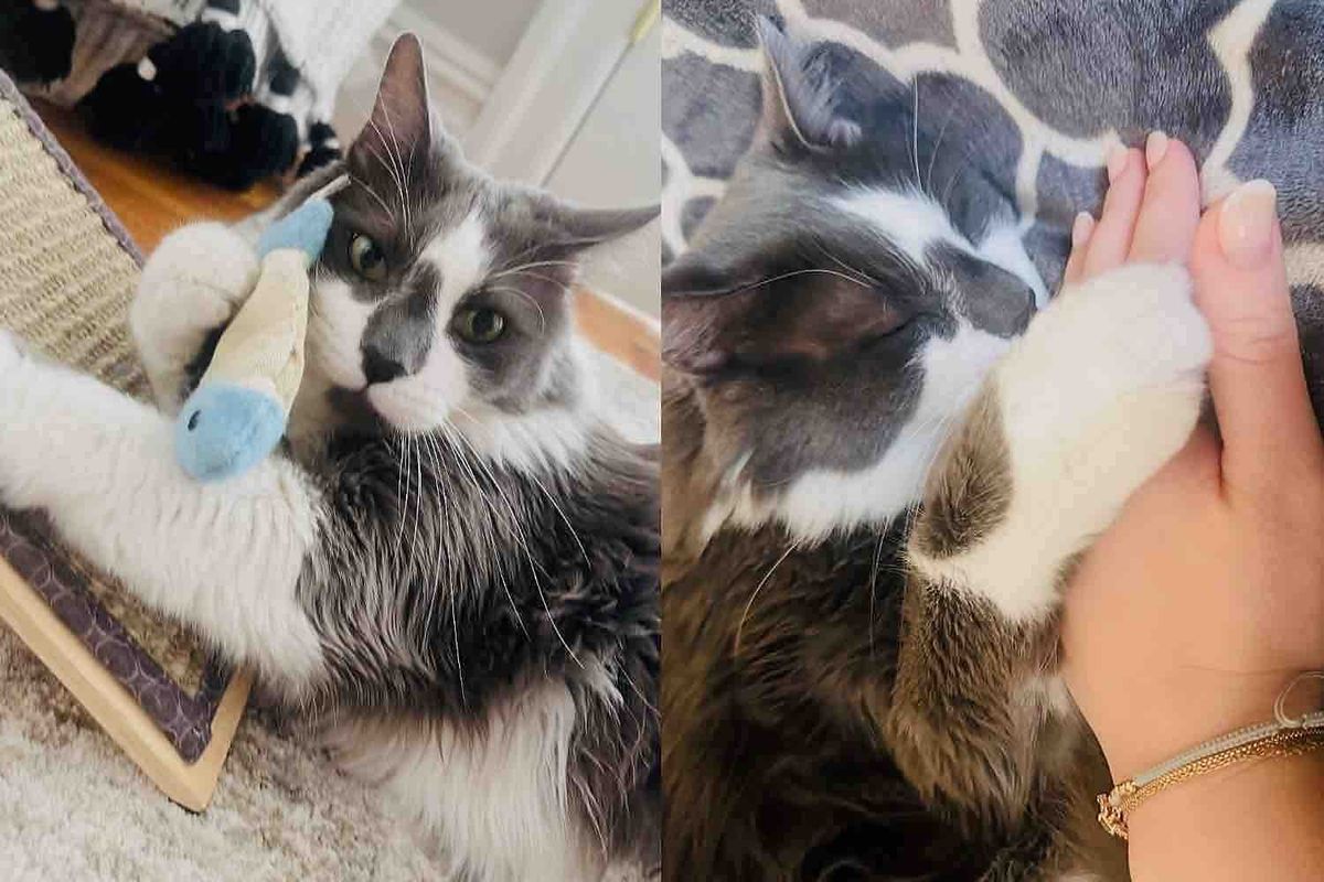 They Find a Shy Cat Left Outside, Once They Take Him in, He Has One Goal - to Find a Human of His Own