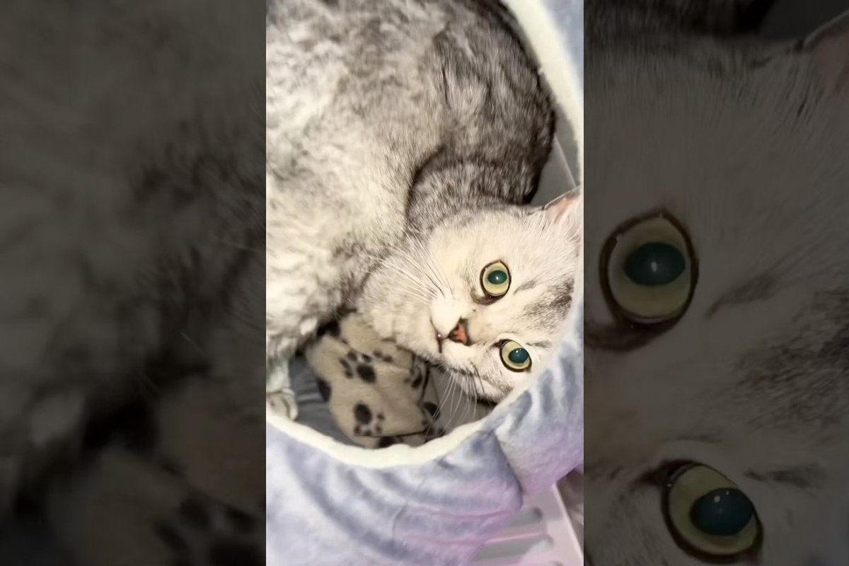 Video: Couch Kitten