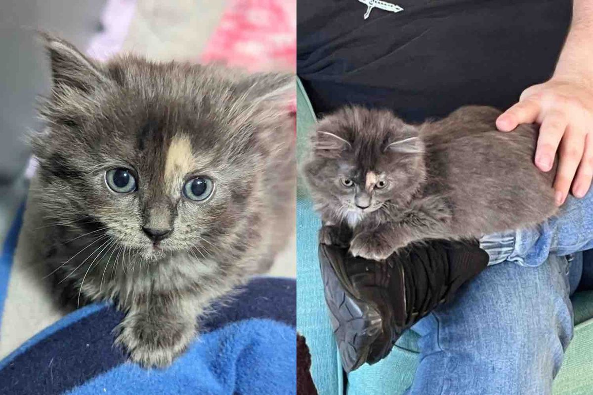 Man Went to Visit One Kitten, But Found Himself Chosen by Another Young Cat Who Completely Stole the Show