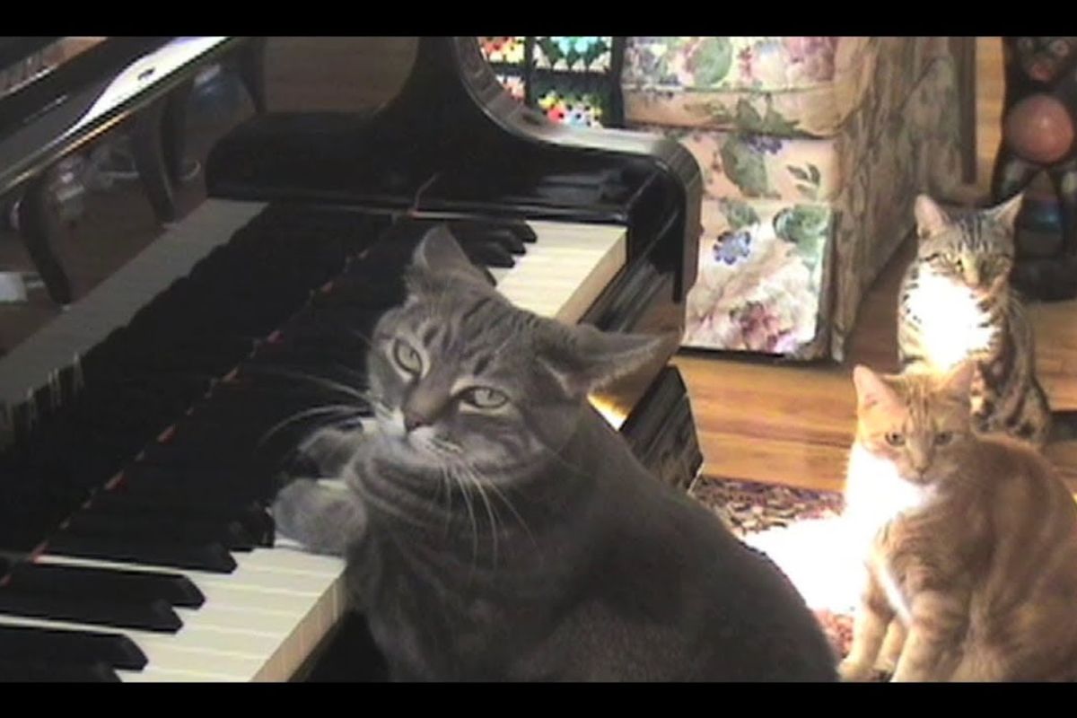 ASPCA Cat of the Year - Nora