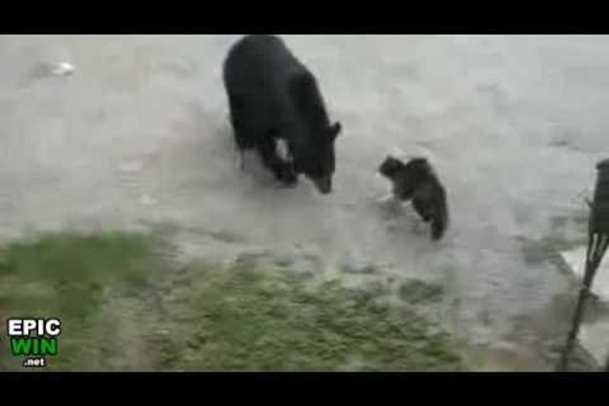 Cat Defends House from Black Bear