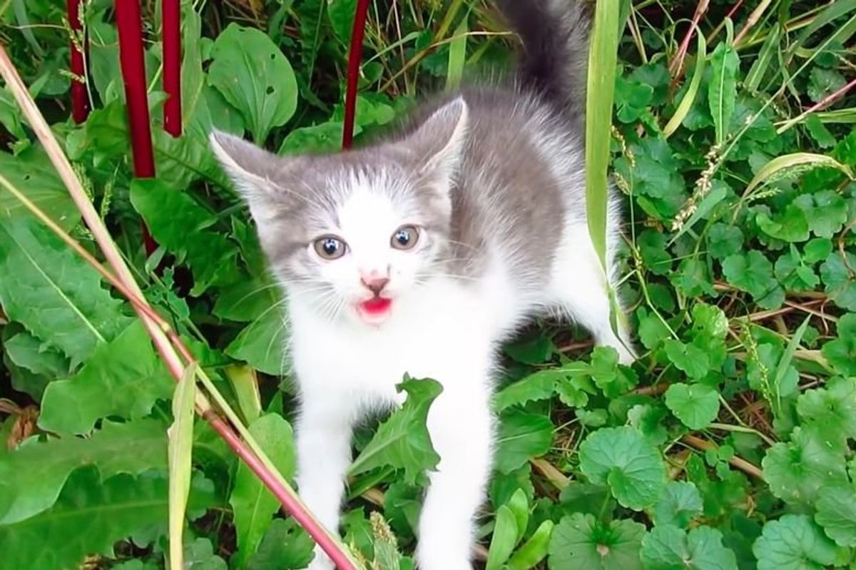 Feral Kitten Goes from Hissing Out of Fear to Purring for Snuggles in Just Minutes