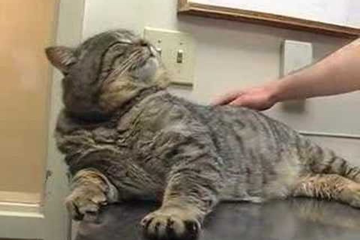 Hercules Big Tabby Cat