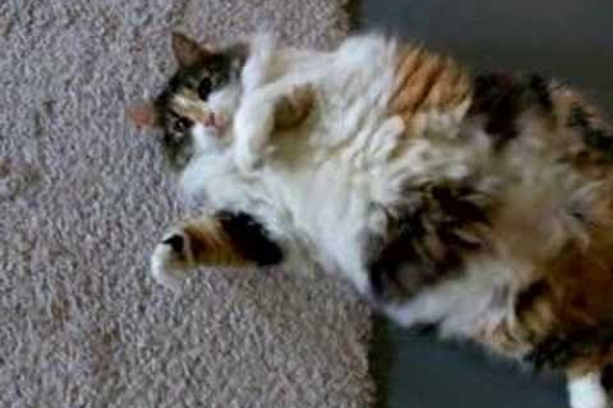 Important Facts About Cat Hiccups