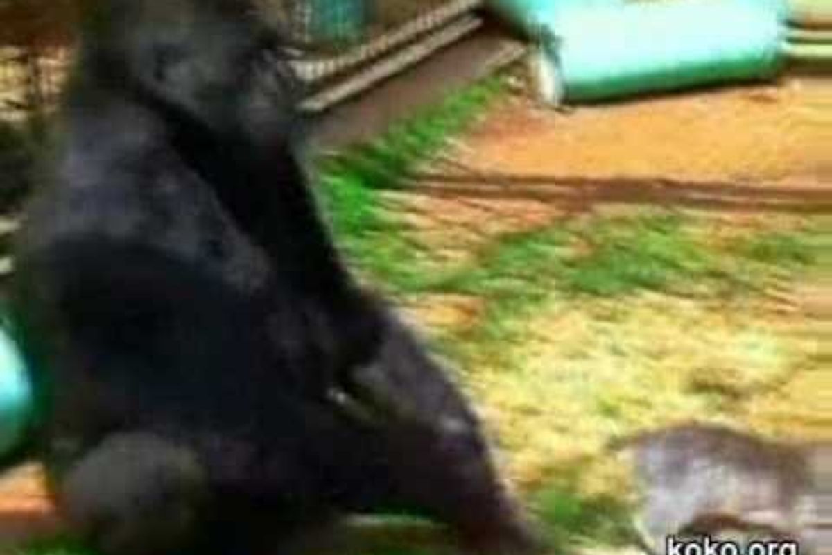 Koko the Gorilla Who Adores All Ball the Cat
