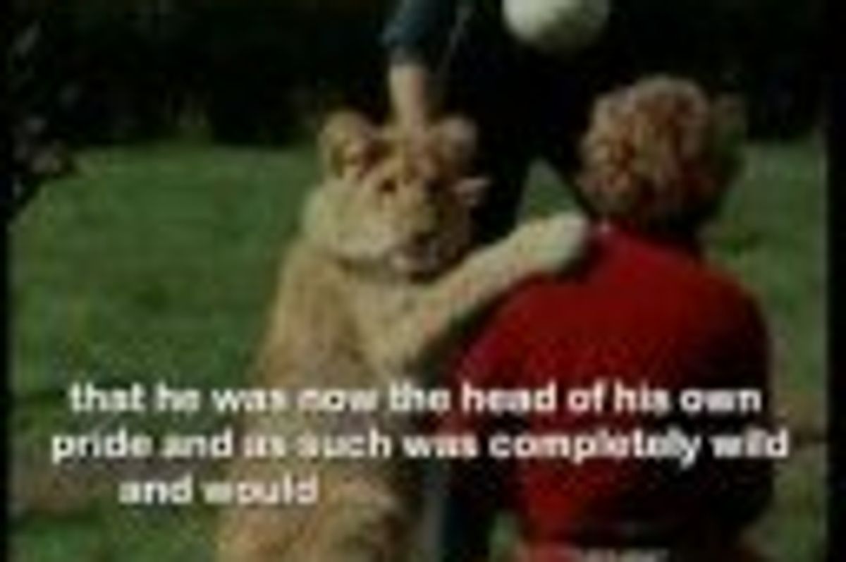 Lion Meets His Owners a Year Later