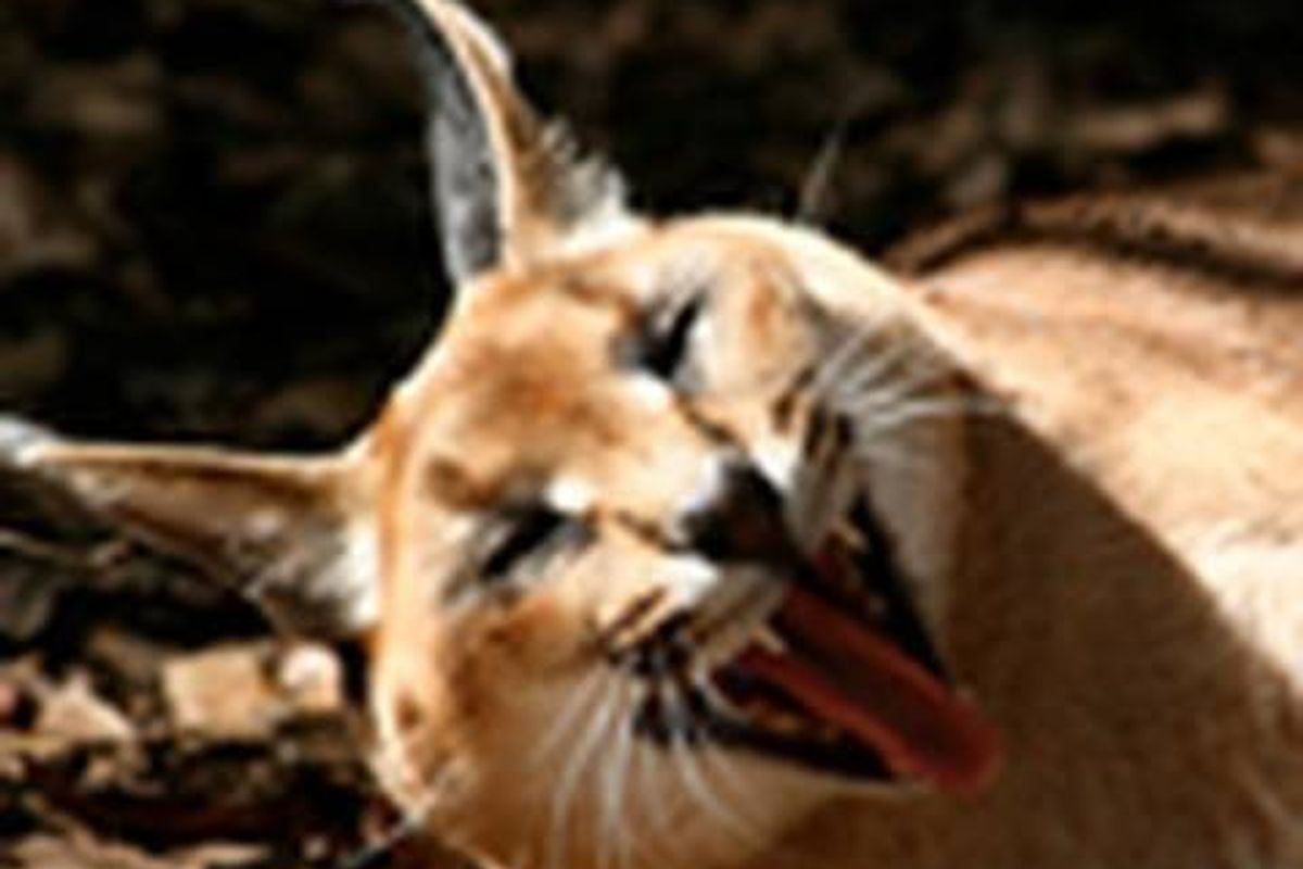 Lol Big Cat Video and Holiday Greetings from Big Cats