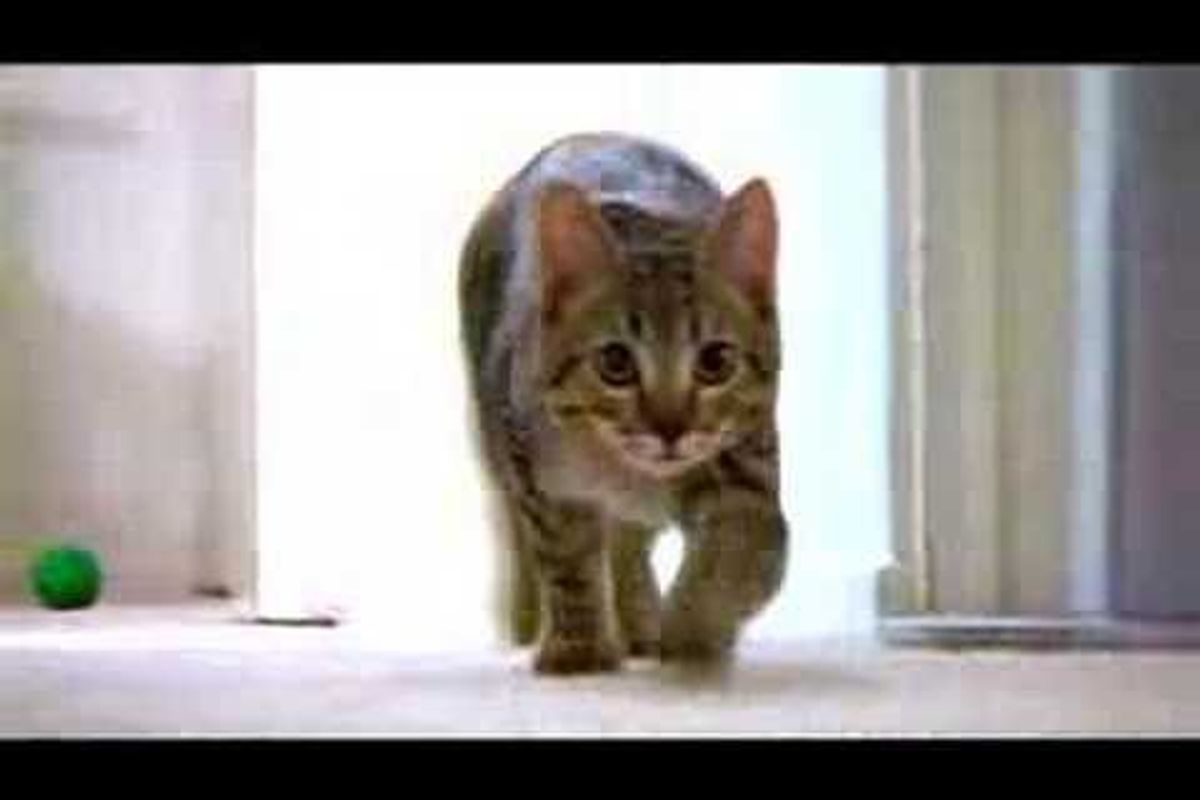 Music Video: Mean Kitty Song