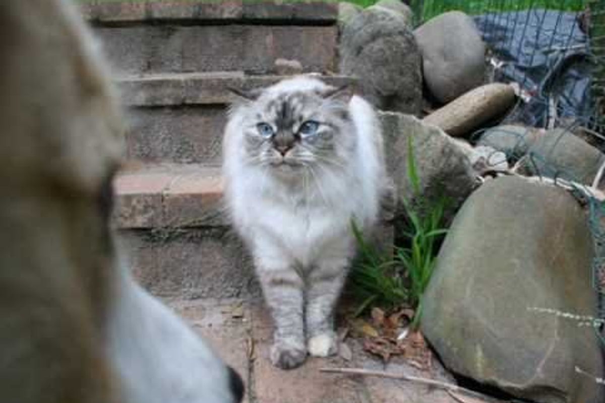 The Purrfect Kitty