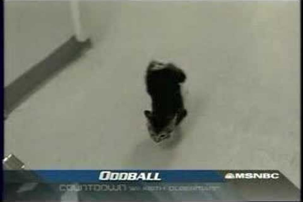 Video: Cat Walks on Two Front Paws