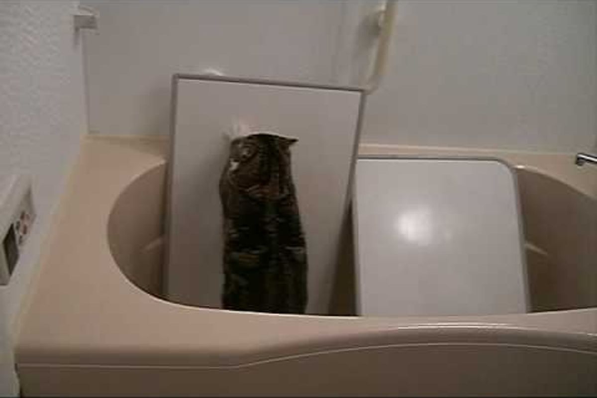 What do Cats do with Their Paws