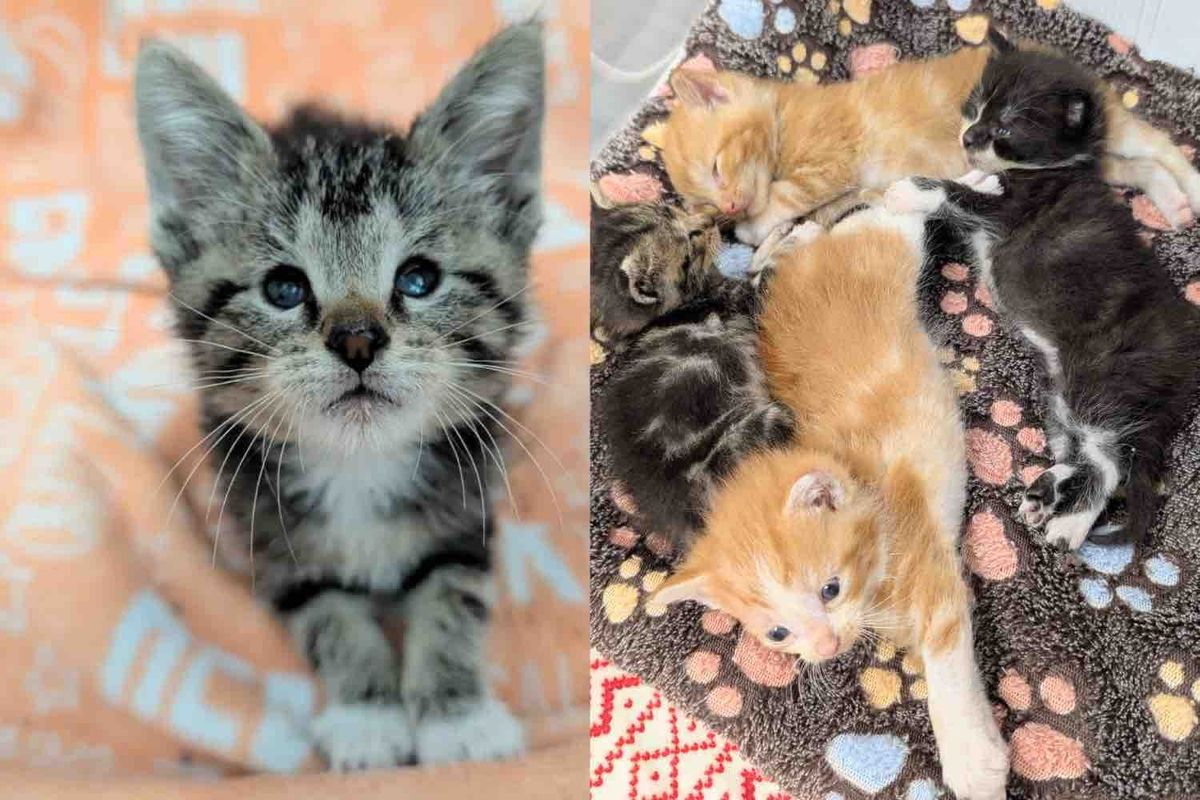 They Step in to Help a Litter of Kittens and Meet One Determined Little Cat Who Runs the Show