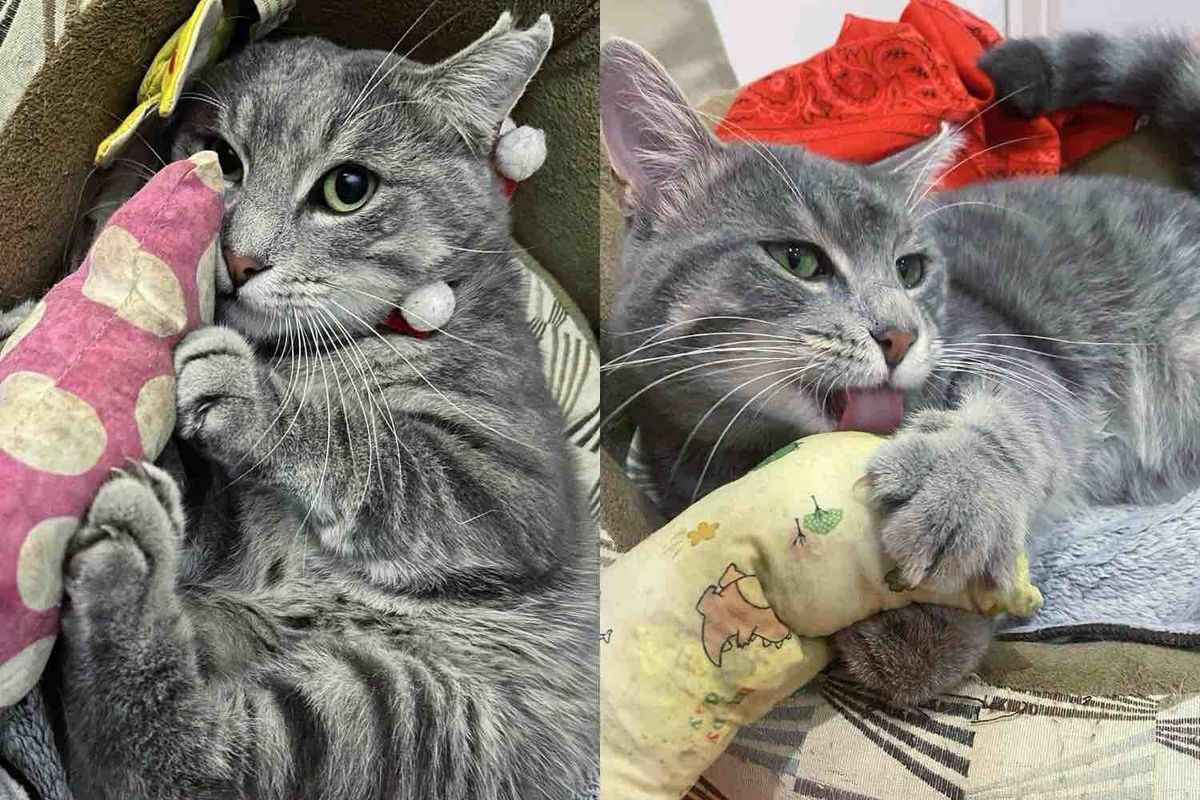 Neighborhood Cat Always Evaded Help Until the Day He Walked Up to a Person, Ready for Change