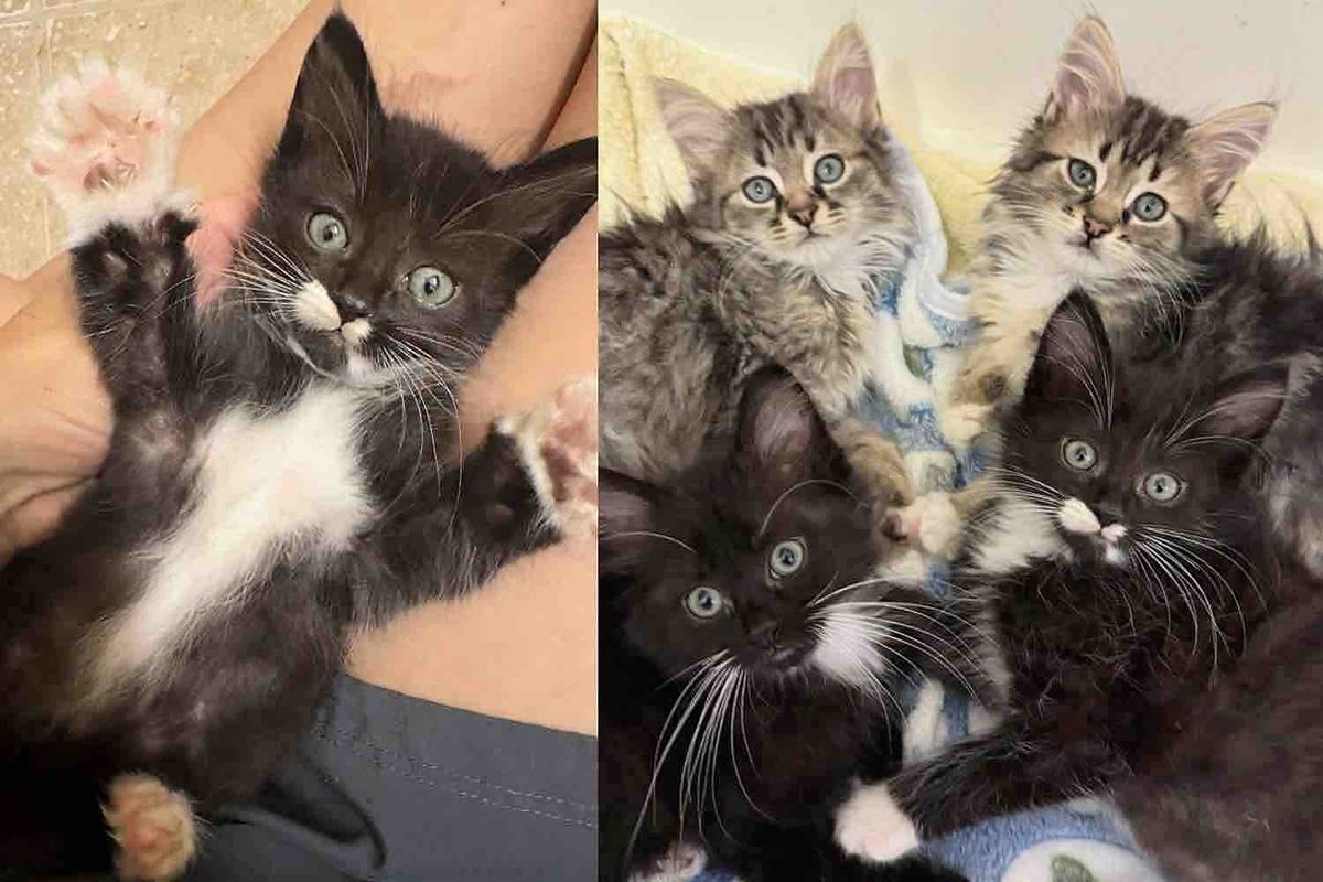Kittens Go From Huddling in a Corner to Bouncing Around When They Live as Indoor Cats for the First Time