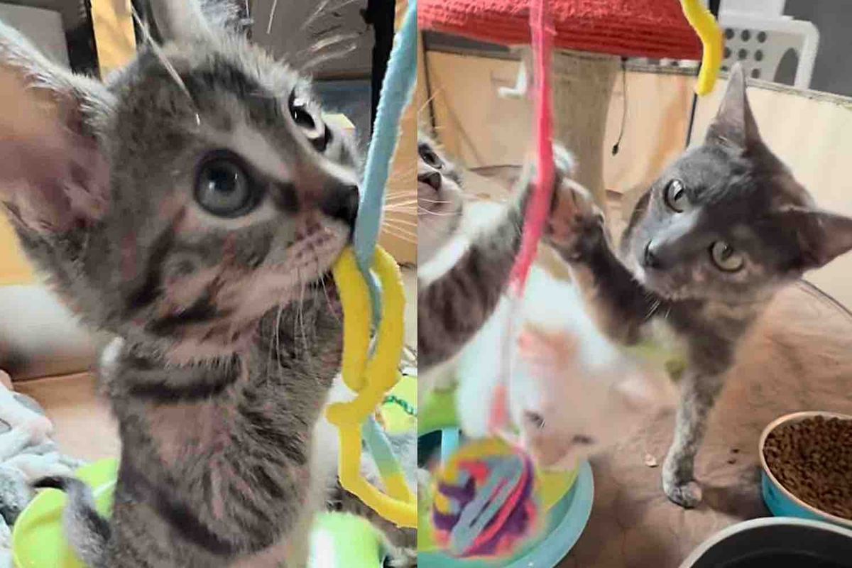 Skinny Cat Arrived Trying Her Best to Care for Her Kittens, Now Gets the Best Outcome Ever