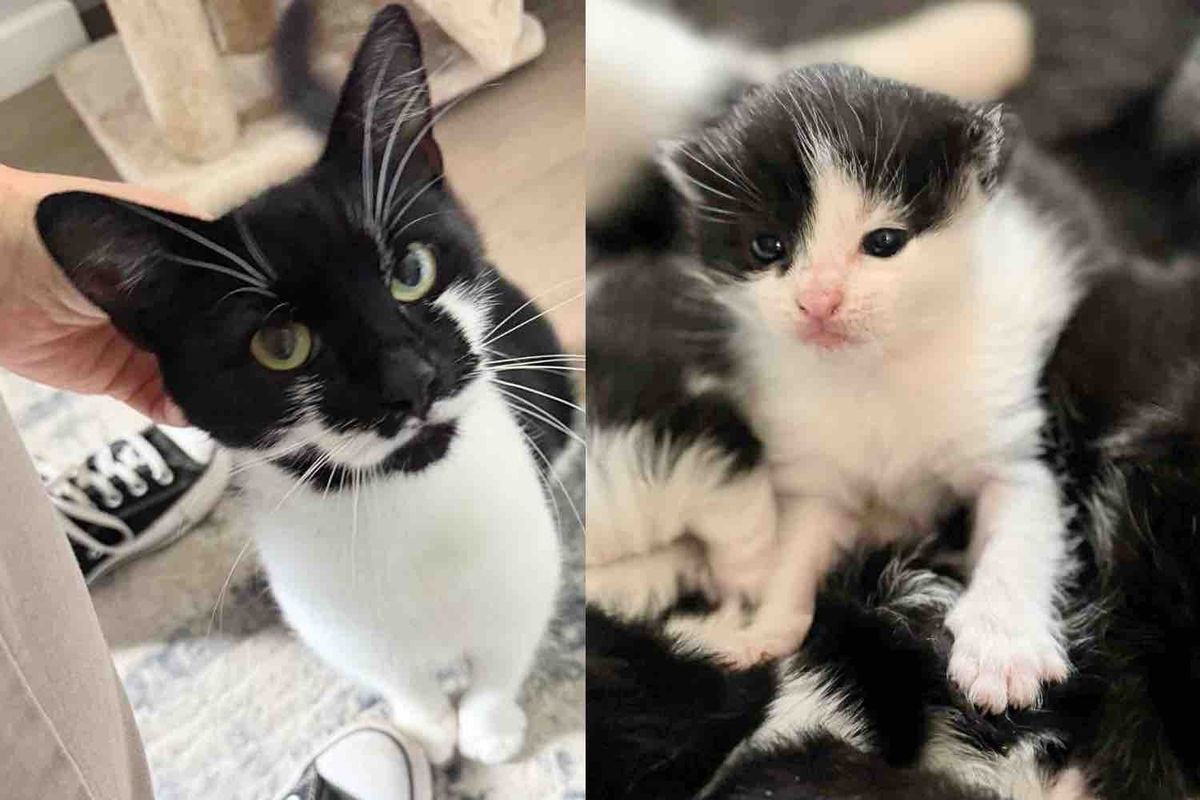 After Months, They Finally Got the Stray Cat with Her Kittens and Gave Her What She Wanted