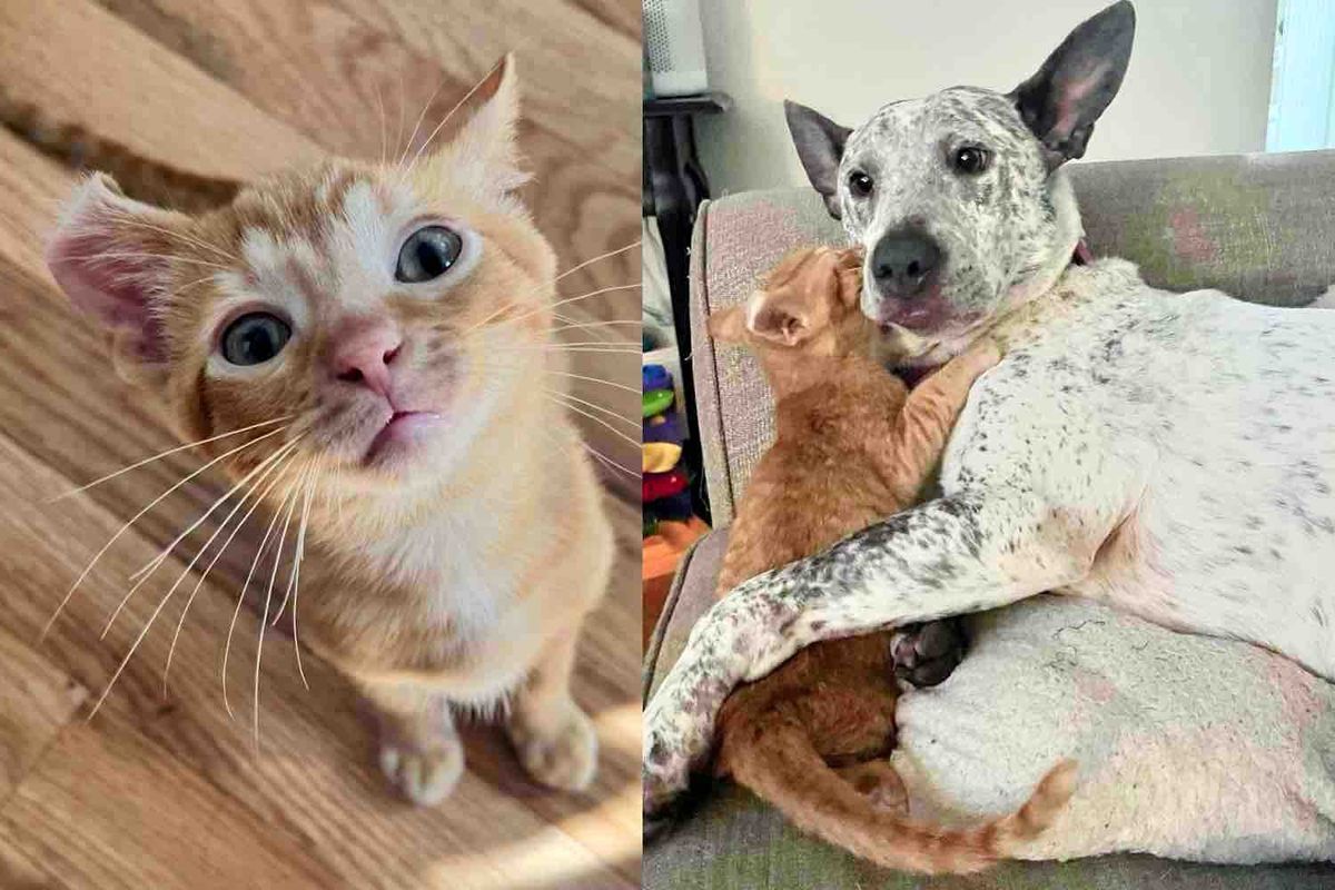 Kitten with Curled Ear is So Happy to Be Taken In, He Seeks Affection from Everyone, Including Cats and Dogs