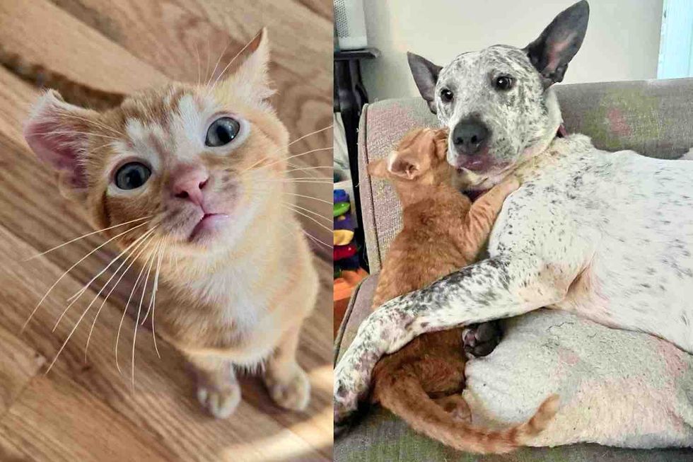 Kitten with Curled Ear is So Happy to Be Taken In, He Seeks Affection from Everyone, Including Cats and Dogs