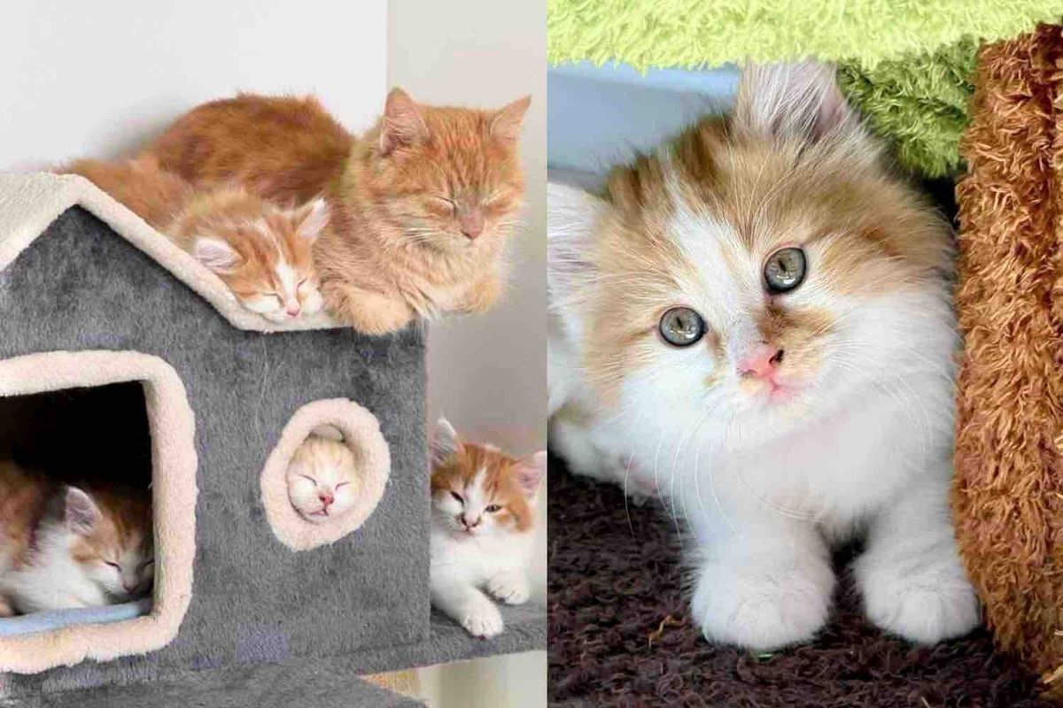 They Help a Cat and Kittens Living in a Backyard, and Spring Back When They Realize There's One More