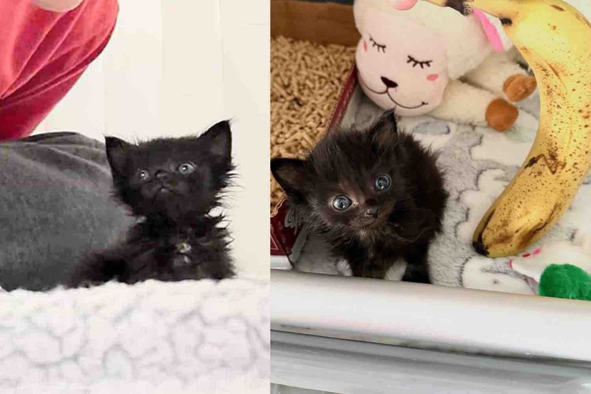 They Take in a 'Ten-day-old' Shelter Kitten in Need of Help, Turns Out the Little Cat is Much Older