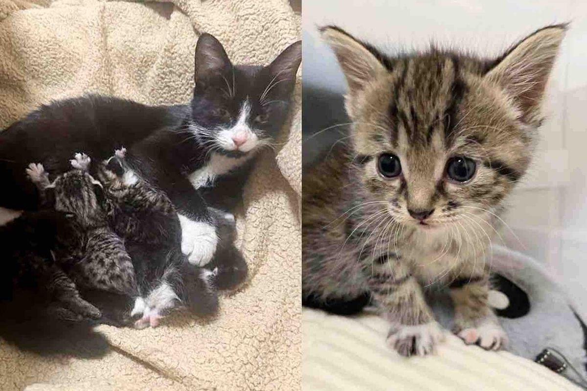 Cat Leads Woman to Tiny Kittens She Hid in a Large Bin, Showing Her Trust in the Cutest Way