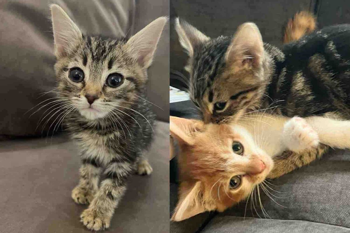 Kitten Handed to a Young Person on the Street, Later He Met a Cat Buddy He Never Knew He Needed