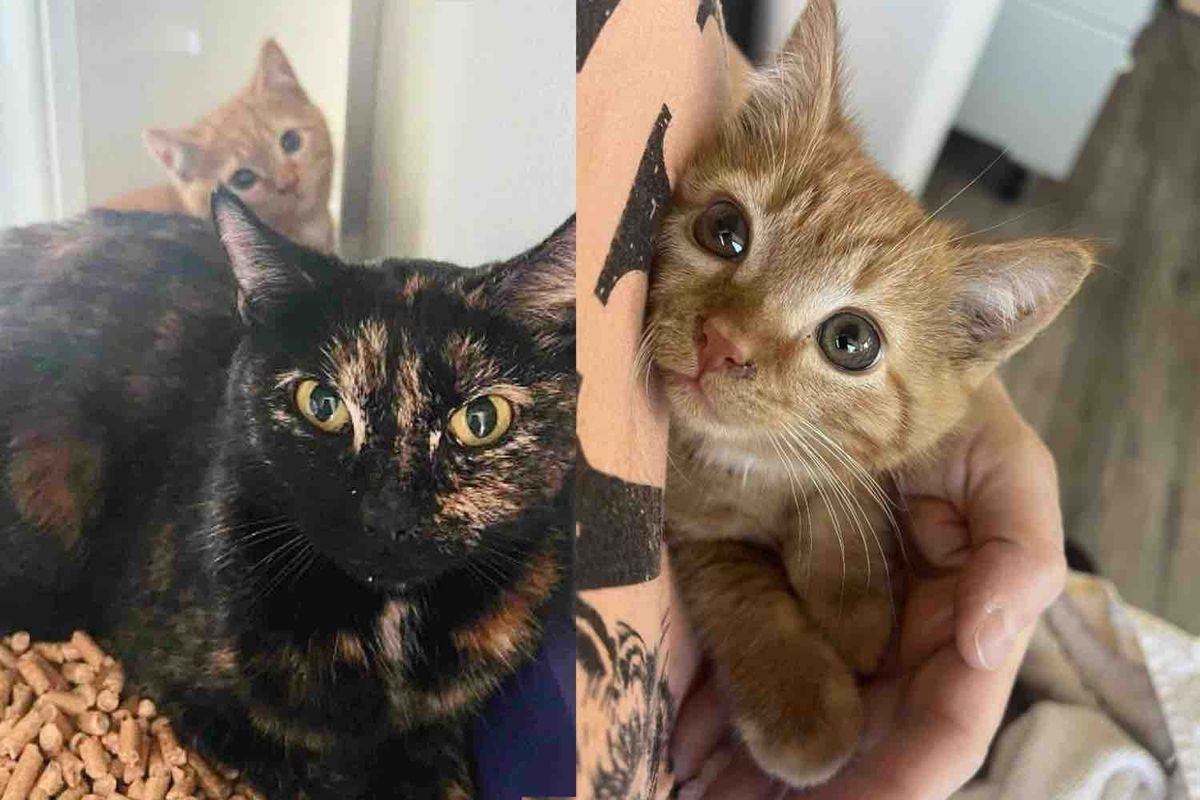 They Never Stop Looking for the Cat Spotted at a Tire Shop, Until She Shows Up Again with Two Kittens