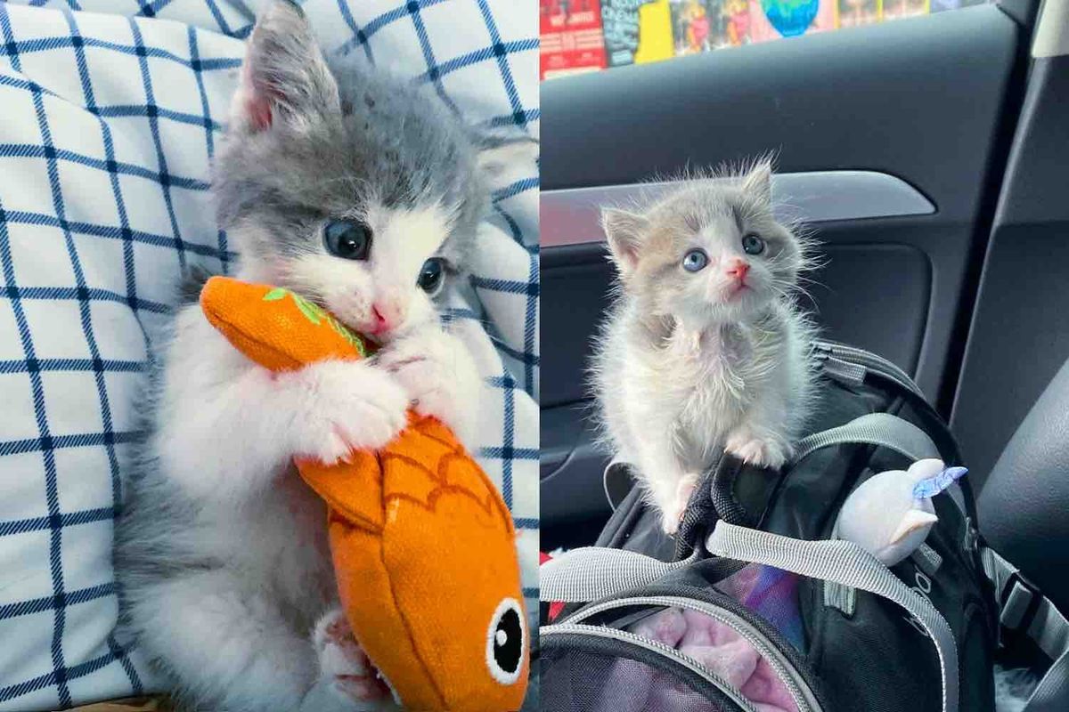 Kitten Pulled from Under a Shed, In Just Days, He Wants to Meet Other Cats and Take on the World