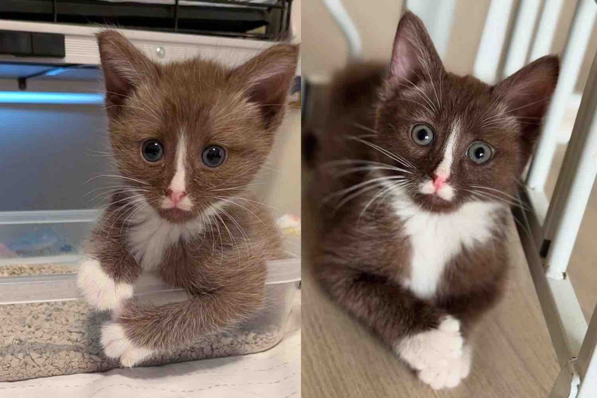 On Her Way Home Woman Finds Chocolate Brown Kitten All Alone, the Young Cat is Tiny but Mighty at Heart